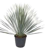 Yucca rostrata P25