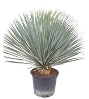 Yucca rostrata P40