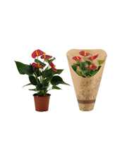 Anthurium Success Red in Couture Eco Line sleeve