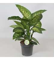 Dieffenbachia 'Reeva'