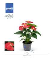 Anthurium - KARMA Red | 9cm