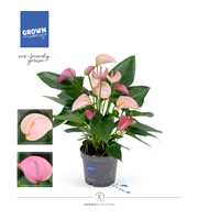 Anthurium - KARMA Joli DUO | 12cm