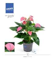 Anthurium - KARMA Joli | 12cm