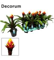 Guzmania Crown (Decorum)