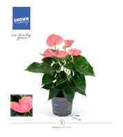 Anthurium - KARMA Pink | 12cm