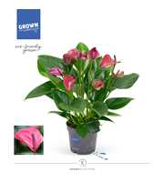 Anthurium - KARMA Purple | 12cm