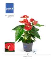 Anthurium - KARMA Red | 12cm