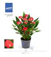 Anthurium - KARMA Million | 12cm