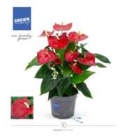 Anthurium - KARMA Red | 17cm