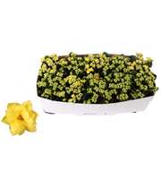 Kalanchoe Rosalina 12cm Don Amarillo geel, Traykra