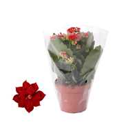 Kalanchoe Rosalina 12cm Don Justino rood, Blanco h