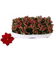 Kalanchoe Rosalina 12cm Don Justino rood, Traykraa