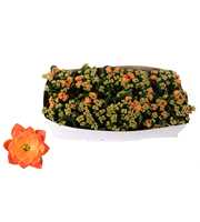 Kalanchoe Rosalina 12cm Don Pedro oranje, Traykraa