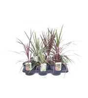 Cordyline mix