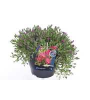 Delosperma aberdeenense hot pink