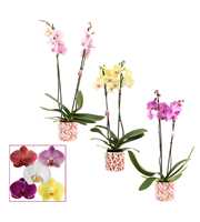 Phalaenopsis 2 tak 14+ mix in Julia (Deco-collecti