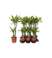 Dracaena Golden Coast, 17 cm pot