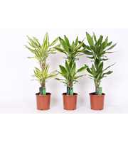 Dracaena 3 color mix, 17 cm pot