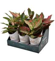 Aglaonema Star Collection in Bush Brothers showdoo