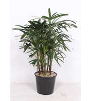 Rhapis excelsa