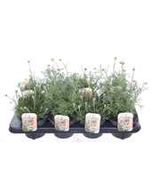Rhodanthemum mix