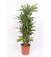 Dracaena Eve