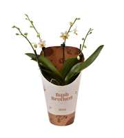 Phalaenopsis minimark 12 cm 2 tak
