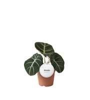 Alocasia Black Velvet