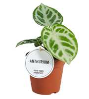 Anthurium Silver Blush