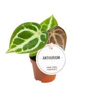 Anthurium Crystallinum