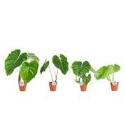 Philodendron Mix