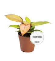 Philodendron Prince of Orange