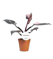 Philodendron Pink Princess