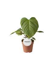 Philodendron Fuzzy Petiole
