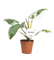 Philodendron White Princess