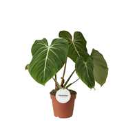 Philodendron Gloriosum