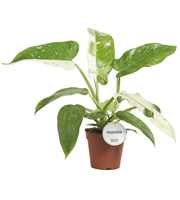 Philodendron Jose Buono