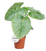 Philodendron Sodiroi