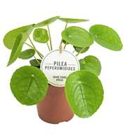 Pilea Peperomioides