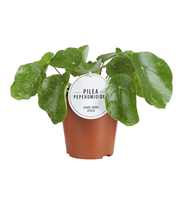 Pilea Sugar