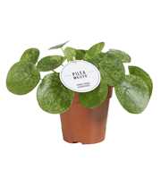 Pilea Mojito