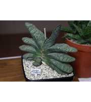 Gasteria brachyphylla