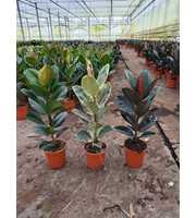 Ficus elastica MIX P21 3 soorten