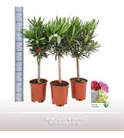 Nerium oleander op stam