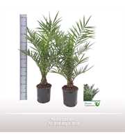 Phoenix canariensis