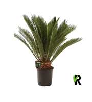 Cycas revoluta 20 plus veren