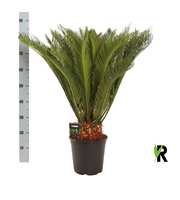 Cycas revoluta 30 plus veren