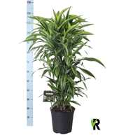 Dracaena fragr. Lemon Lime vertakt