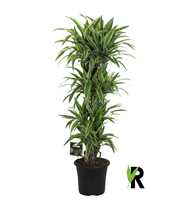 Dracaena fragr. Lemon Lime vertakt