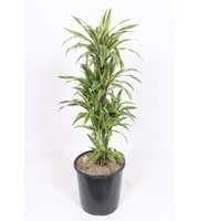 Dracaena Lemon Lime